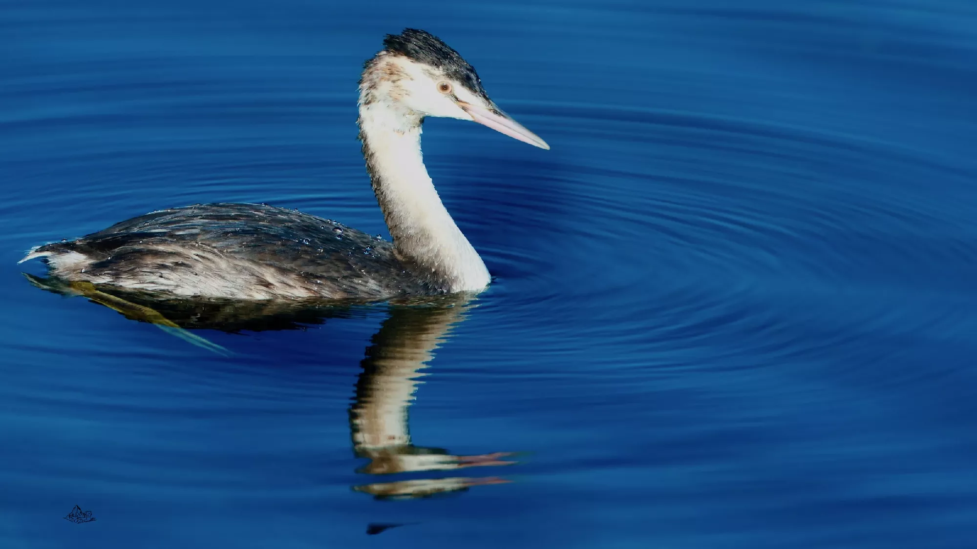 Portfolio/Europe/Photos/0230_0B7A0440_grebe hupppe.webp